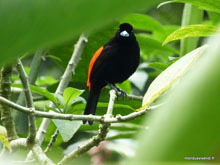 Tanager - Costa Rica